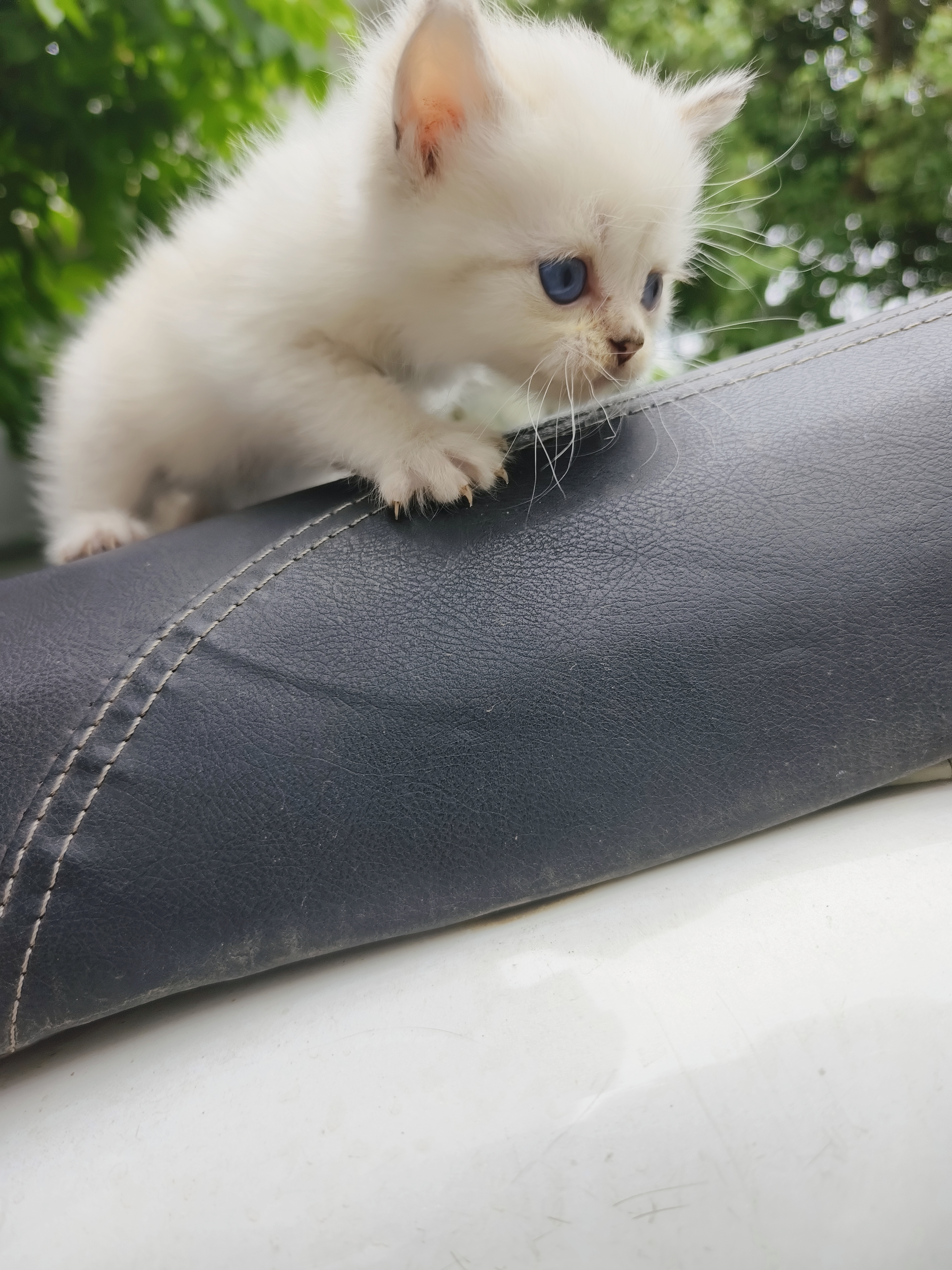 自家猫，便宜卖。会吃猫粮，会用猫砂，粘人。包健康